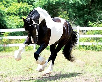 美品 フィギュア Breyer Hidalgo Stablemates Buffalo Bill Show プレイセット Amazon.com: Breyer Horses Traditional Series Spring